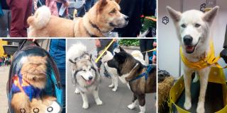 Los animales fueron los más beneficiarios en la feria Expopet 2019