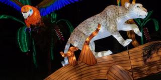 Festival Brilla Colombia 2019 en el Jardín Botánico de Bogotá. - Foto: Jardín Botánico de Bogotá.