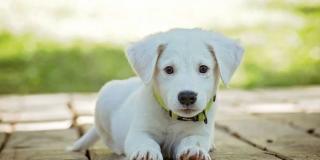 Oferta de empleo para manejador canino - Foto: pixabay.com