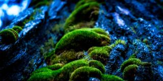 La campaña busca concientizar a las personas para que no realicen la decoración de pesebres y adornos navideños con esta especie. 