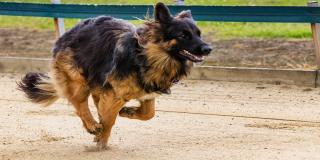 Un espacio donde los asistentes disfrutan con sus mascotas de premios y jegos, además aprenden sobre maltrato animal y código de policía.