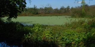 En el humedal La Conejera con la participación de la comunidad y de aguas de Bogotá se liberaron 68 Tinguas y se plantaron 45 árboles de especies nativas.
