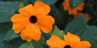 Imagen de flores con gotas de agua 