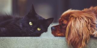 Imagen de un gato y un perro 