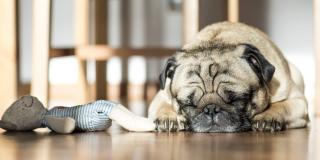 Imagen de un perrito durmiendo en el piso al lado de su juguete