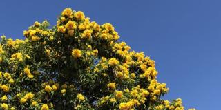 Imagen de un árbol de flor amarilla y el cielo azul de fondo 