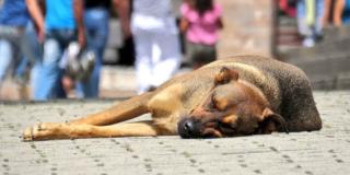Imagen de un perrito dormido en una calle de Bogotá.