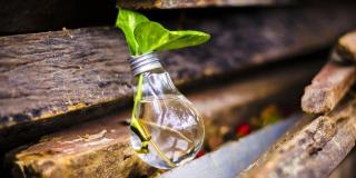 Imagen de un bombillo reciclado como matera para sembrar una planta.