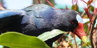 Imagen de un ave: Tingua azul