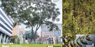 Imagen de un árbol Nogal 