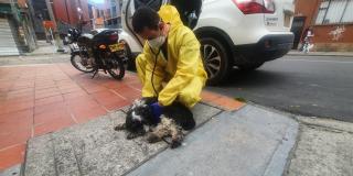Foto IDPYBA. Perro es atendido por equipo de urgencias veterinarias