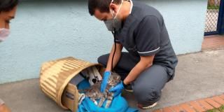 Foto IDPYBA. Atención a gata por parte de expertos de urgencias veterinarias.