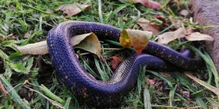 Imagen de la serpiente sabanera.