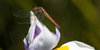 Imagen de una libélula polinizando una flor.