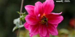 Imagen de una flor del Jardín Botánico