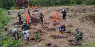 Imagen de la plantación de los árboles.