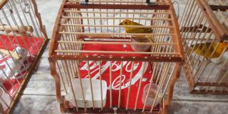 Imagen de los canarios incautados en una jaula.