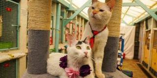 Imagen de Romeo y Julieta, dos felinos que esperan ser adoptados.