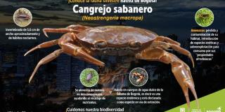 Imagen del cangrejo sabanero.