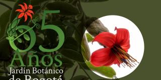 Pieza gráfica cumpleaños 65 del Jardín Botánico
