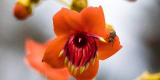 Imagen de la flor color naranja.