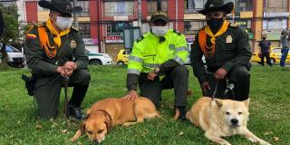 Los perritos Pudín y Osito se mostraron alegres de regresar a vvir en el CAI