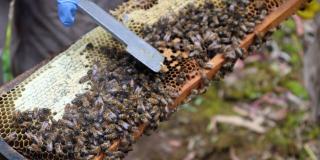 Imagen de un panal de abejas.