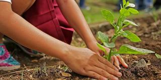 Imagen de las manos de una joven plantando un árbol.