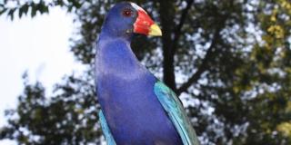 Imagen del ave tingua azul