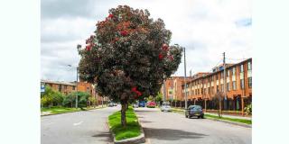 Imagen del árbol eucalipto pomarroso