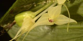 Imagen de una de las orquídeas de color amarillo.