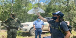 Liberan especies de fauna en Cundinamarca