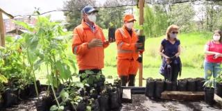 Imagen de plantación en humedales de Bogotá
