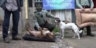 50 perritos de la Fundación San Roque tendrán mejores condiciones para descansar