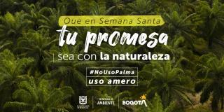 La Secretaría de Ambiente lleva 23 años realizando la campaña de protección de las palmas silvestres y han recuperado más de 6.300 bultos. 