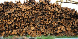 Oferta de empleo supervisor procesamiento de madera - Foto: pixabay.com