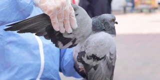 El IDPYBA invita a la comunidad a permitir que las palomas desarrollen libremente su subsistencia como especie