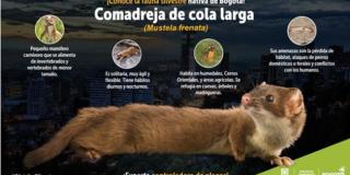 La autoridad ambiental hace un llamado a las personas que habitan y que transitan por el sector de El Virrey para que eviten la caza y muerte de animales silvestres. Imagen: SDA