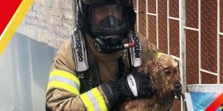 Los bomberos recomiendan en primera instancia tener listo un kit y un botiquín de primeros auxilios para las mascotas
