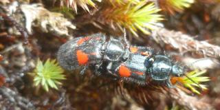 Pareja de escarabajos apareándose. Insectos polinizadores del orden Coleoptera. Foto: Archivo particular.