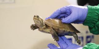 Las tres tortugas fueron remitidas al Centro de Atención y Valoración de Fauna Silvestre de la Secretaría de Ambiente. Foto: Secretaría Ambiente. 