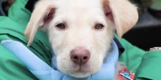 adopción_animales_bogota