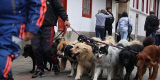 Condiciones que deben cumplir los paseadores de perros en Bogotá