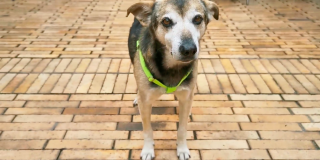 Desde ahora en adelante Manatí será el animal de compañía de todos los empleados de la Alcaldía de Bogotá. Foto: Alcaldía