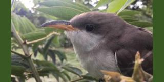 Cuco americano: Una ave migratoria que está llegando a Bogotá