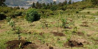 400 nuevos árboles fueron plantados en el Parque Ecológico Entrenubes