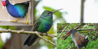 Las aves que no sabías que existen en la sabana de Bogotá