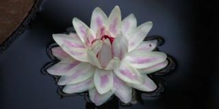 Nace en el Jardín Botánico, por segunda vez, una Victoria Amazónica