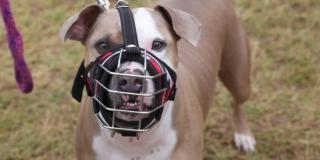 Bogotá: Cómo hacer registro obligatorio de perros de manejo especial 