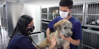 Unidad de Cuidado Animal: ¿Qué es y cuáles servicios ofrece en Bogotá?